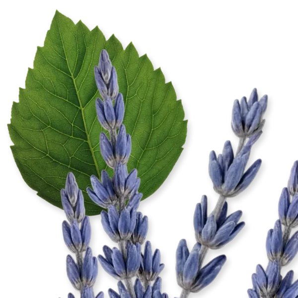 Layton, Parfums de Marly